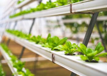Passione vertical farm. Ismea investe in Kilometro Verde