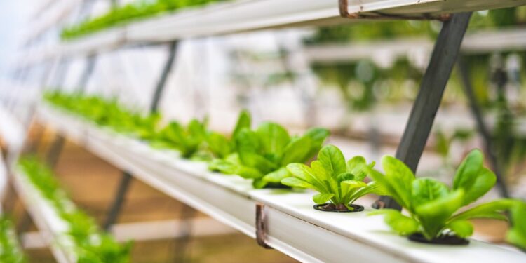 Passione vertical farm. Ismea investe in Kilometro Verde