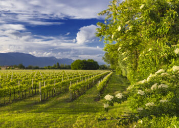 Prosecco Doc, vendite oltre 3 mld €. Usa in sorpasso su Uk