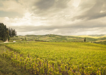 La vision del Chianti Classico: i top 5 produttori per fatturato