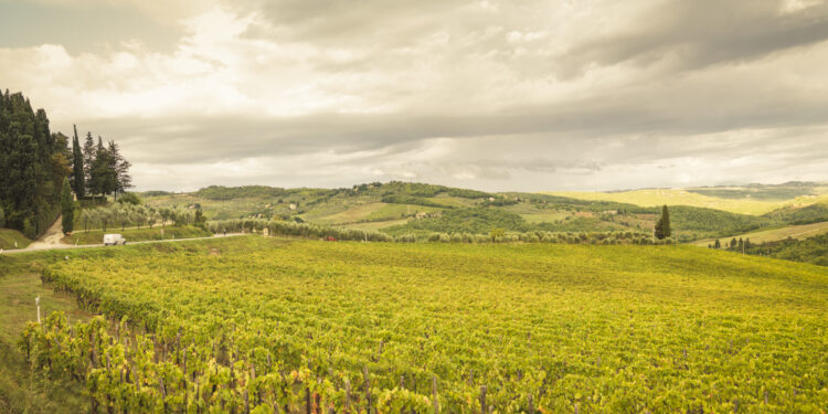 La vision del Chianti Classico: i top 5 produttori per fatturato