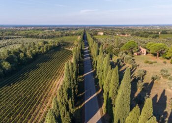 Bolgheri vince in tribunale contro i bulgari del Bolgaré