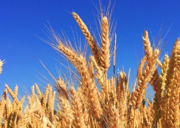 Agroalimentare italiano, la bilancia commerciale torna negativa