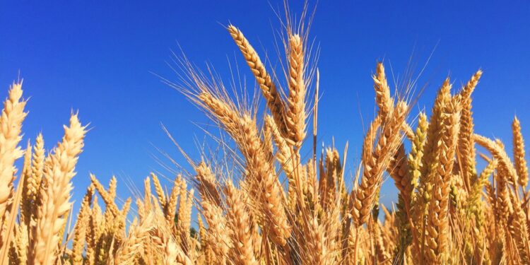 Agroalimentare italiano, la bilancia commerciale torna negativa