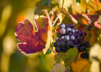Agli Usa piace il vino marchigiano: export a +83%