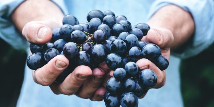 Il vino ‘naturale’, un mosaico incompleto