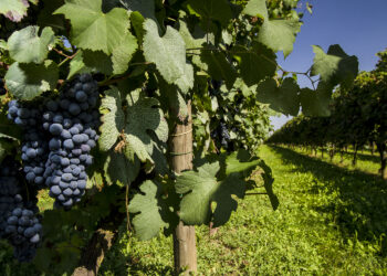 Cantine Riunite & Civ, ricavi a 260 mln € (+10%). Punta su Cavicchioli e Maschio