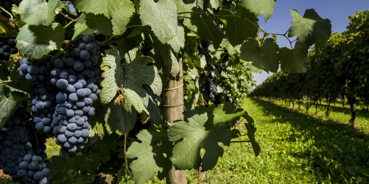 Cantine Riunite & Civ, ricavi a 260 mln € (+10%). Punta su Cavicchioli e Maschio