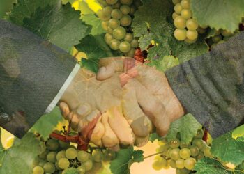 M&A, lo shopping del vino è ‘di moda’