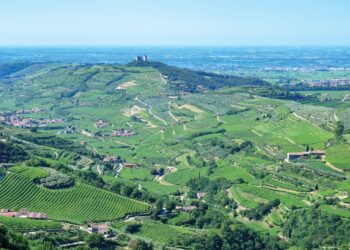 Amarone: cala il volume, sale il valore