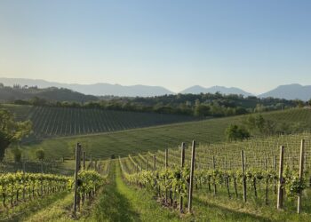 Prosit, le acquisizioni spingono il 2022: turnover a 83 mln €