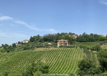 Vino Marche, focus su enoturismo e zonazione del Verdicchio