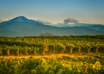 Gavi Docg, giro d’affari a 60 mln € nel 2022. Parola ai top 5 produttori
