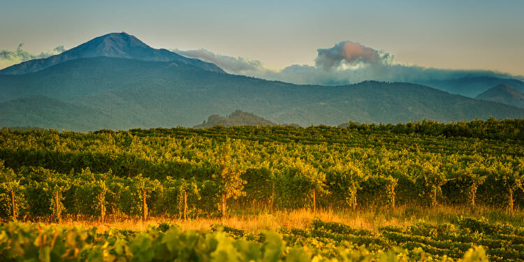 Gavi Docg, giro d’affari a 60 mln € nel 2022. Parola ai top 5 produttori