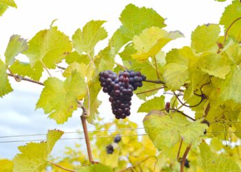 Export vino nel Q1: lieve crescita a valore (+3,8%), ma volumi piatti