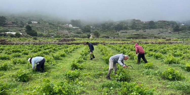 Pellegrino investe a Pantelleria: acquisita tenuta da 8 ettari