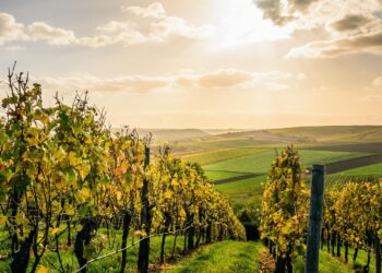 ‘World’s Best Vineyards 2023’: sei cantine italiane tra le posizioni 51-100