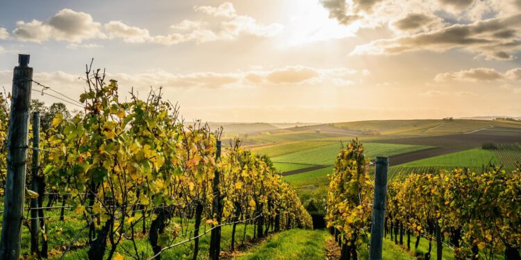 ‘World’s Best Vineyards 2023’: sei cantine italiane tra le posizioni 51-100