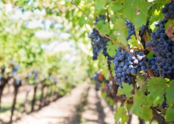 Giropoltrone vino: new entry da Federvini, Assovini Sicilia e Sistema Prosecco
