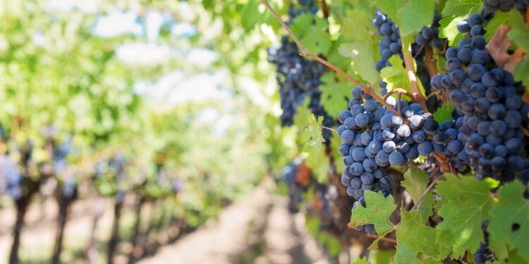 Giropoltrone vino: new entry da Federvini, Assovini Sicilia e Sistema Prosecco