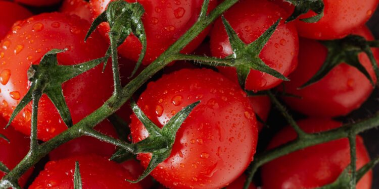 Continua la crescita del bio in Italia (+12%). Export a 3,4 mld