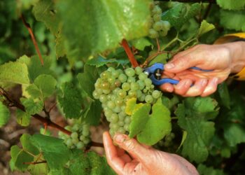 Primo semestre in calo per i volumi dello Champagne (-4,7%)