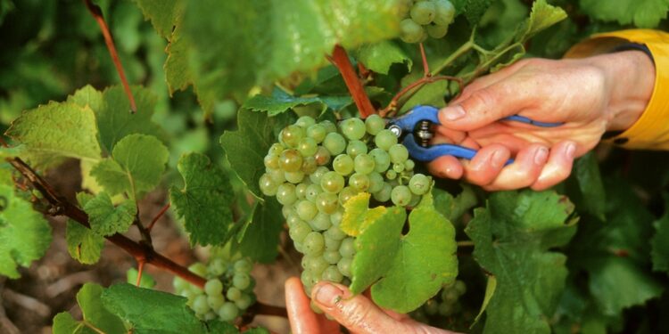 Primo semestre in calo per i volumi dello Champagne (-4,7%)