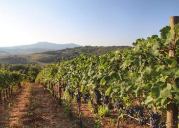 Il CEO di Expedia si espande a Montalcino: comprato nuovo podere
