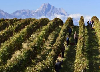 Cala la scure sulla vendemmia in Abruzzo: produzione al -50%