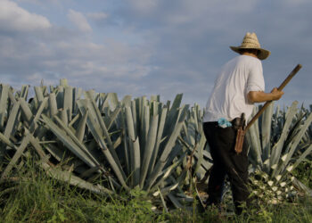Tequila, mercato oltre i 15,5 mld $ entro il 2029. Ci crede anche Moët Hennessy