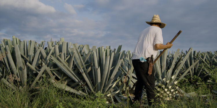 Tequila, mercato oltre i 15,5 mld $ entro il 2029. Ci crede anche Moët Hennessy