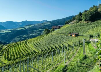 Un bilancio da oltre 7,8 mln € per Cantina Valle Isarco