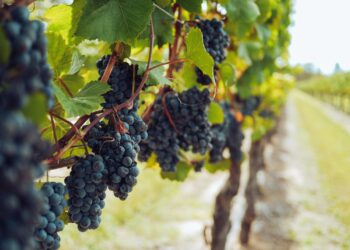 Gli Usa bevono meno vino (-7,5%). Ma quello italiano resiste nel fuori casa