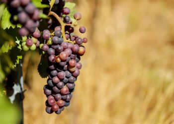 I viticoltori francesi contro le importazioni di vino spagnolo