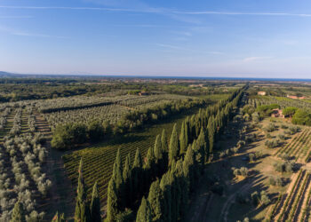 Bolgheri, una Doc da investimento