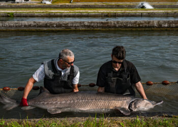 Cru Caviar punta sul brand e lancia l’experience con gli storioni