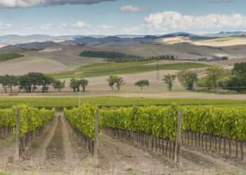 Rosso di Montalcino, la superficie si espande di 350 ettari