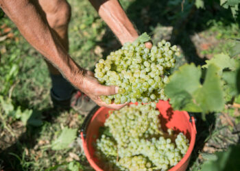 Cantine di Verona chiude l’esercizio in linea con l’anno precedente