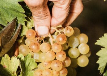Asti spumante, export oltre i 138 mln € nei 10 mesi (+5,2%)