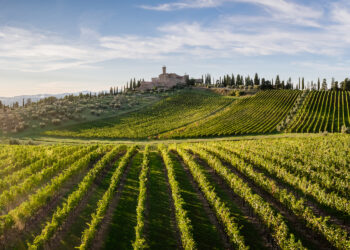 La congiuntura frena Banfi: ricavi a 61,2 mln € (-11%)