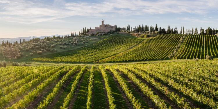 La congiuntura frena Banfi: ricavi a 61,2 mln € (-11%)