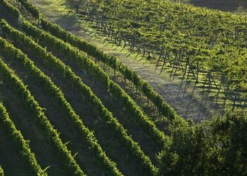 Vino toscano: in calo Gdo (-5,8%) ed export (-13%)