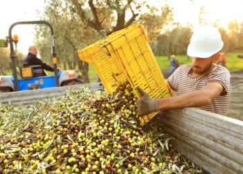 Olio a peso d’oro: l’Italia punta al posizionamento