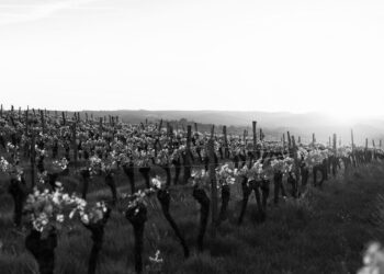 VIGNETI VENDEMMIA boudewijn-boer-qT515JdZNy8-unsplash