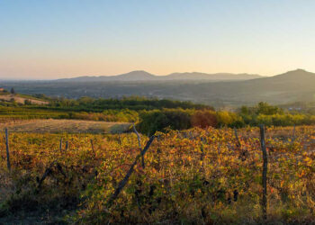 Leone Alato si rafforza in Piemonte acquisendo Vigneti Fassone
