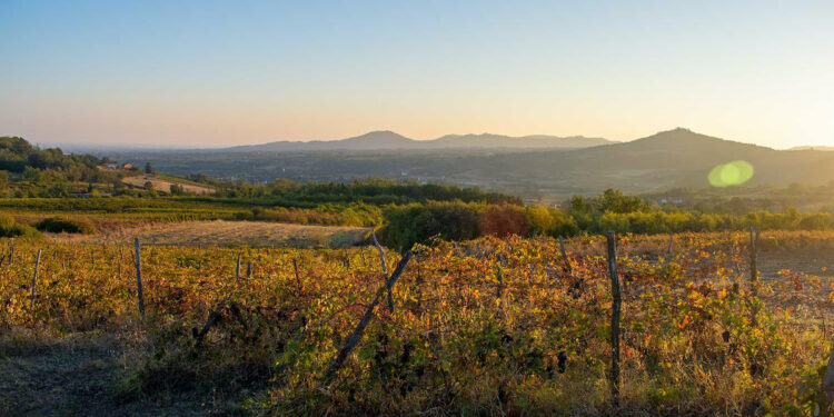 Leone Alato si rafforza in Piemonte acquisendo Vigneti Fassone