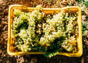 Vendemmia verso il +7%. L’Italia si riprende il primato produttivo