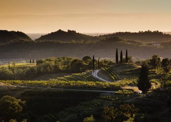 Il Friuli-Venezia Giulia del vino