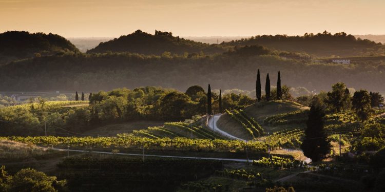 Il Friuli-Venezia Giulia del vino