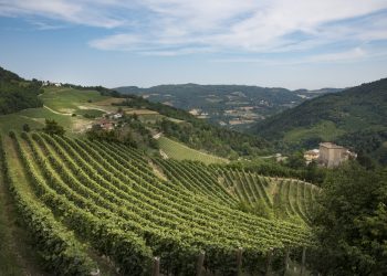 Alta Langa in ascesa. Giro d’affari sui 50 mln €